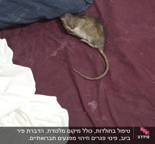 חולדה על מצעים בצבעים שונים
